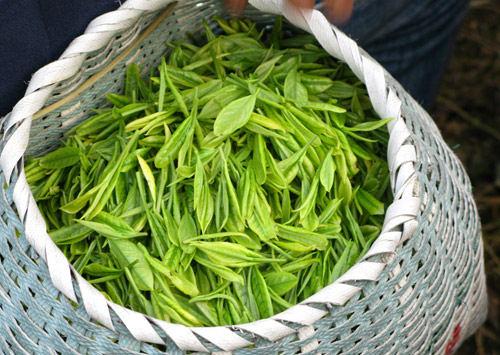 茶多酚含量檢測(cè)方法再新突破  助力茶葉生產(chǎn)消費(fèi)