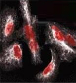 Odyssey遠(yuǎn)紅外二抗DyLight 680/DyLight 800二抗產(chǎn)品