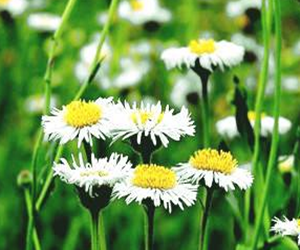 聯(lián)苯單乙酮原料