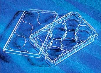 康寧/Corning6孔細(xì)胞培養(yǎng)板3516 TC處理，無菌無熱源