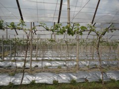 地膜，農(nóng)膜，大棚膜，纏繞膜，昌龍興農(nóng)膜