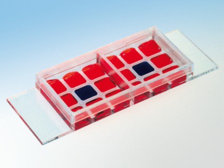 ibidi，易必迪細(xì)胞共培養(yǎng)Co-Cultivation μ-Slide 2 x 9 well