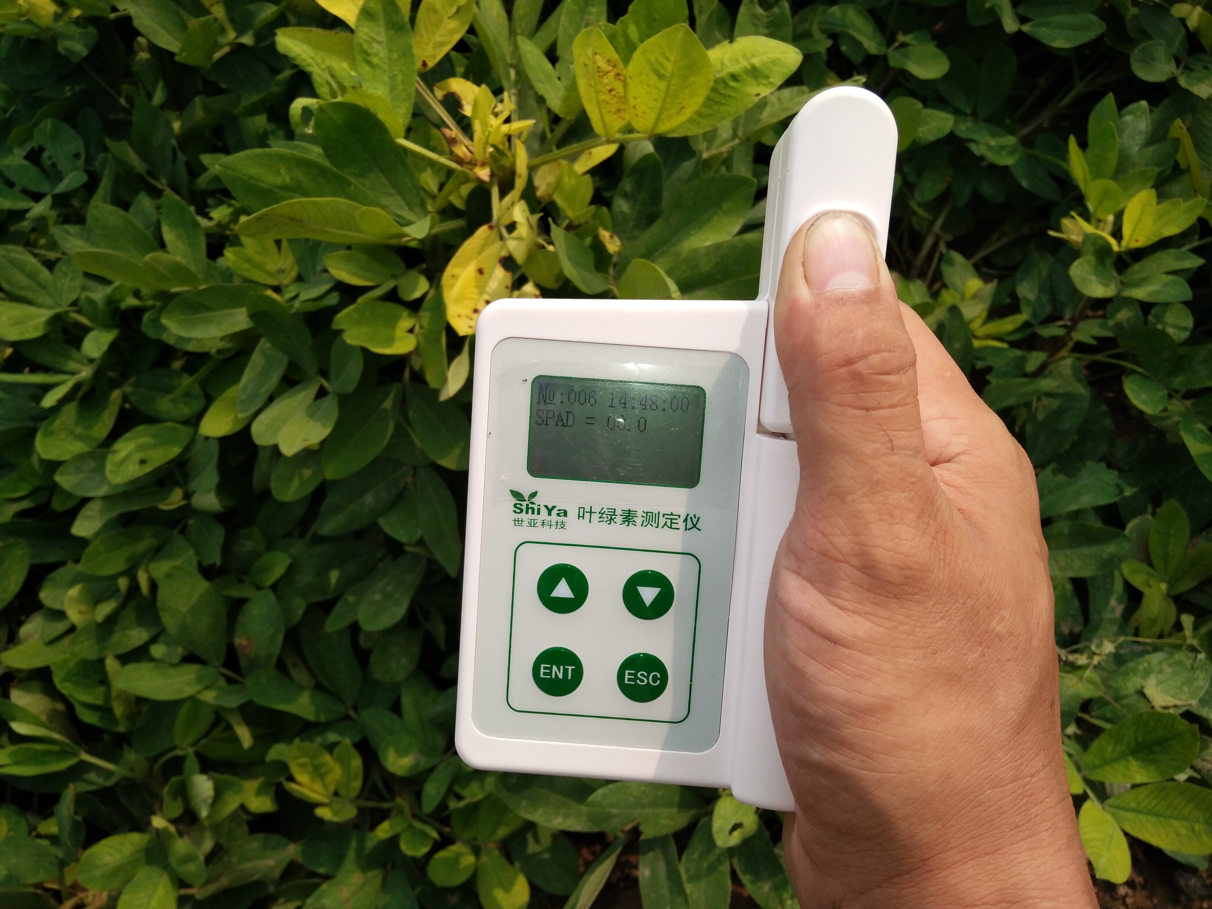SY-S02國產葉綠素儀