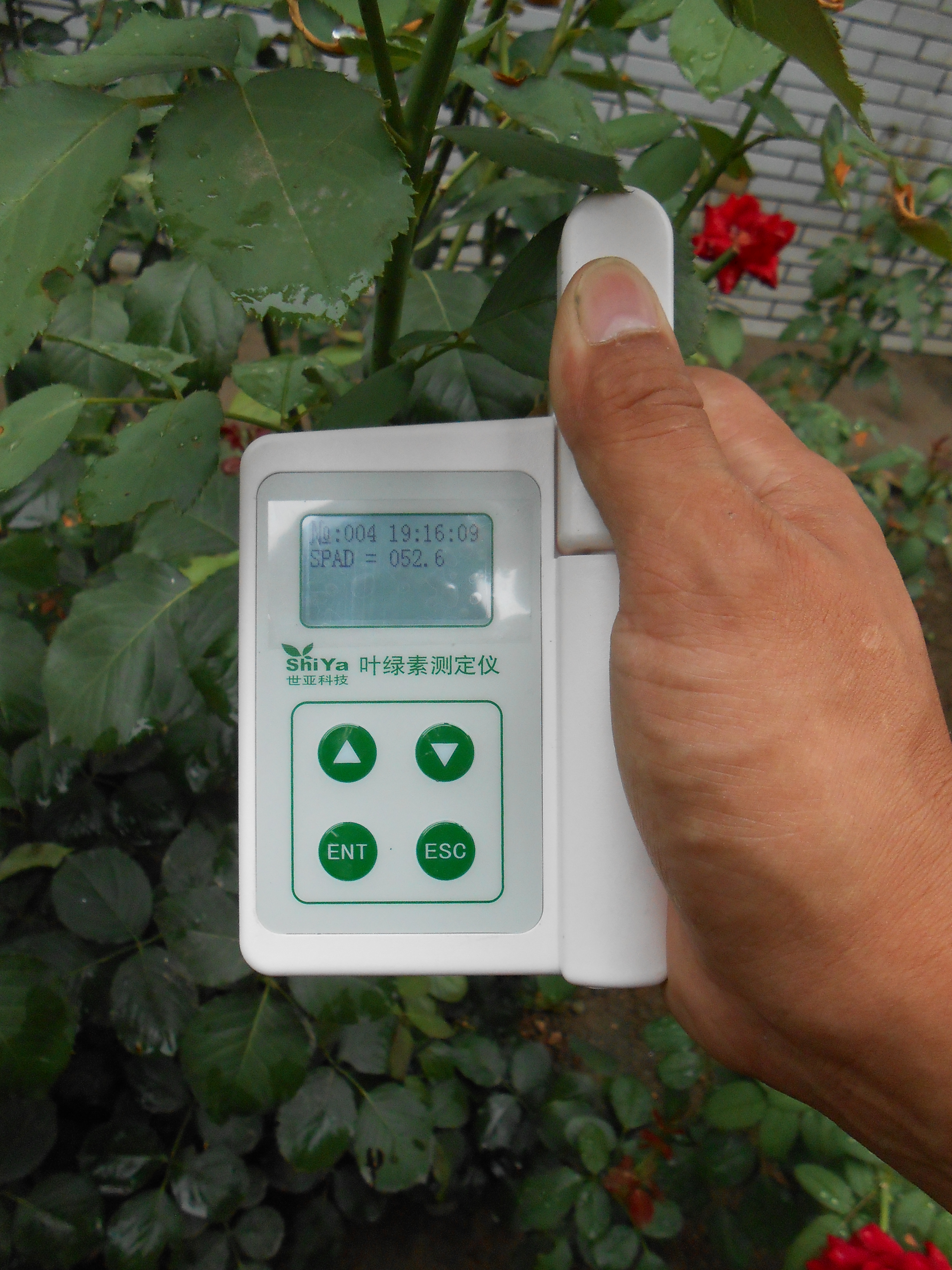 SY-S02國產葉綠素測定儀