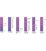 Bio-Rad脈沖場標準品和分子量標尺脈沖場電泳標準品